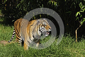 Bengal tiger on the prowl photo