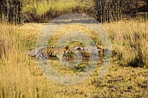 Bengal Tiger on the prowl in Kanha