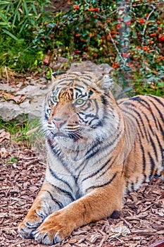 Bengal tiger, queen of forest, tiger mask