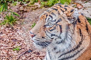 Bengal tiger, queen of forest, tiger mask, tiger close up, feline