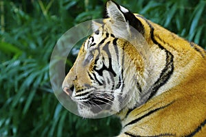 Bengal tiger in the rainforest