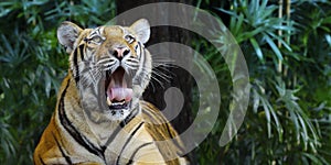 Bengal tiger in the rainforest