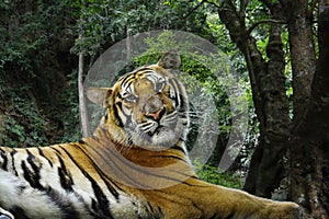 Bengal tiger in the rainforest