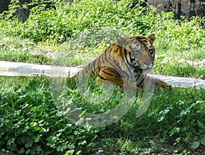 Bengal tiger relaxing in in Chatver Zoo Chandigarh Punjab