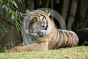 Bengal Tiger relaxing in the sun