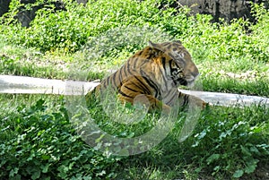 Bengal Tiger relaxing on a sunny day in Chatver Zoo Chandigarh Punjab