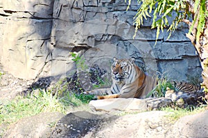 Bengal Tiger relaxing on sunset at Bush Gardens Tampa Bay Theme Park.