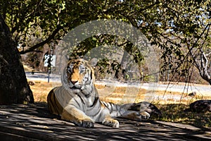 Bengal tiger resting in a nature reserve photo