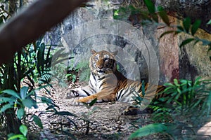 Bengal tiger resting and staring with its green eyes in Zoo.
