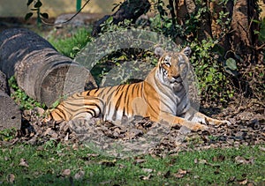 Bengal tiger resting at a wildlife sanctuary in India.