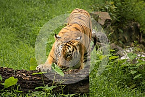 Bengal tiger rests his paw on a fallen tree trunk at a tiger reserve in India