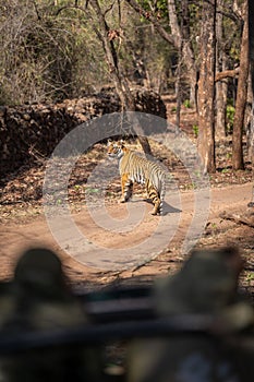 Bengal tiger on road watched by photographers