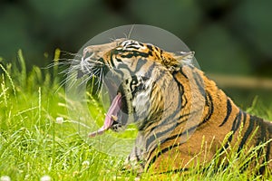 A Bengal tiger roars a warning from the long grass