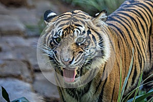 Bengal Tiger at San Diego Wild Animal Park