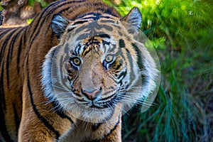 Bengal Tiger at San Diego Wild Animal Park