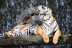 Bengal tiger scratching his ear