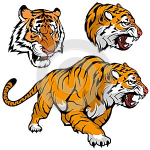 Bengal Tiger set suitable as logo for team mascot, royal tiger drawing sketch in full growth, Tiger Mascot Graphic