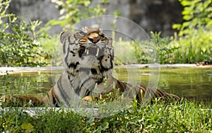 A Bengal Tiger showing its teeth