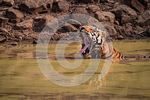 Bengal tiger sits yawning in water hole