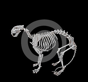 Bengal Tiger Skeleton Isolated on Black Background, Clipping Pat