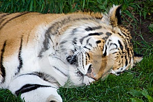 Bengal Tiger Sleeping