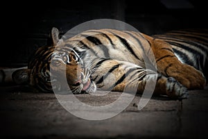 Bengal tiger sleeping