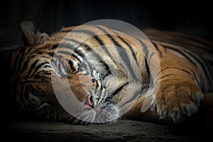 Bengal tiger sleeping