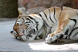 Bengal tiger sleeping.