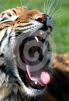 Bengal Tiger Snarl