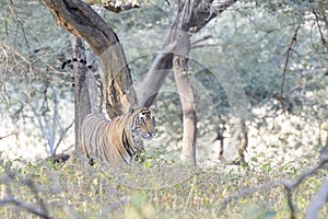 Bengal tiger spraying and scent marking his territory