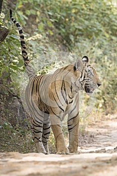 Bengal tiger spraying and scent marking his territory