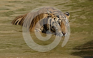 Bengal Tiger Stalking in the Water