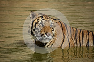 Bengal Tiger Staring Off in the Water