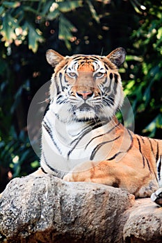 Bengal tiger staring at something