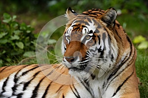 Bengal tiger surveys surroundings with heightened senses, majestic gaze