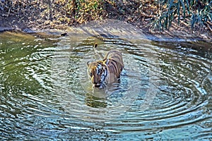 The Bengal Tiger swim in their natural habitat in Nandankanan Safari