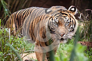 Bengal Tiger