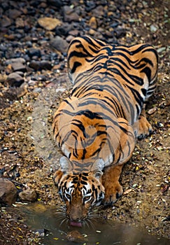 Bengal tiger at Tadoba Andhari Tiger Reserve drinking water