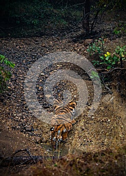 Bengal tiger at Tadoba Andhari Tiger Reserve drinking water