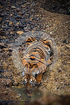 Bengal tiger at Tadoba Andhari Tiger Reserve drinking water