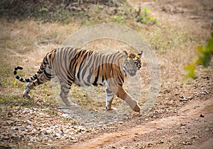 Bengal tiger at Tadoba Andhari Tiger Reserve roaming her territory