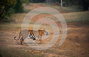Bengal tiger at Tadoba Andhari Tiger Reserve roaming her territory