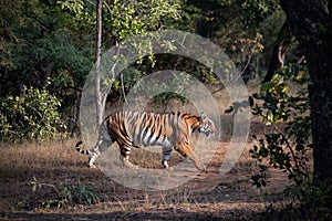 Bengal tiger at Tadoba Andhari Tiger Reserve roaming her territory