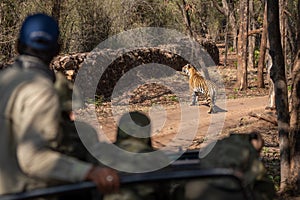 Bengal tiger on track watched by photographers