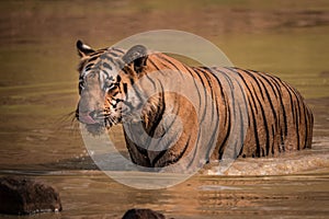 Bengal tiger wades through muddy water hole