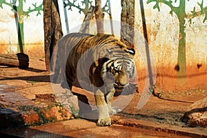 Bengal tiger walking in captivity