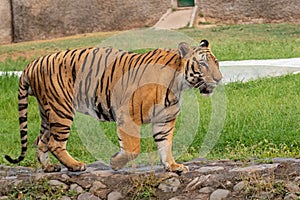 Bengal Tiger walking on concrete path