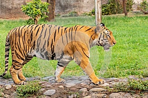 Bengal Tiger walking on concrete path