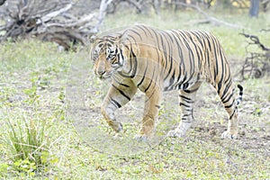 Bengal tiger walking in forest path