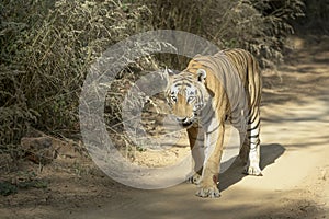 Bengal tiger walking on forest path